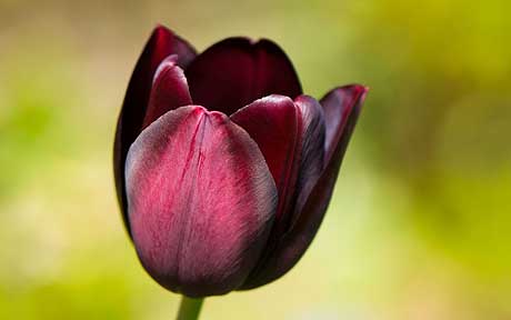 tulip-queen-of-the_1636414a
