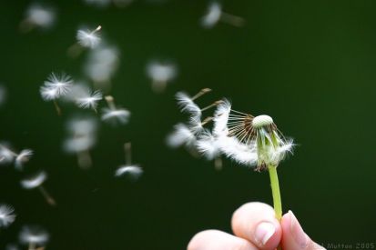 dandelion_seeds_being_blown