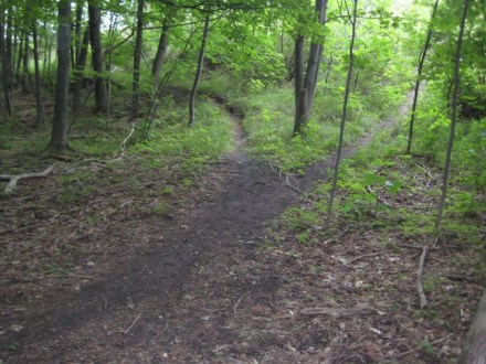 cr-two-paths-diverged-in-a-wood-and-i