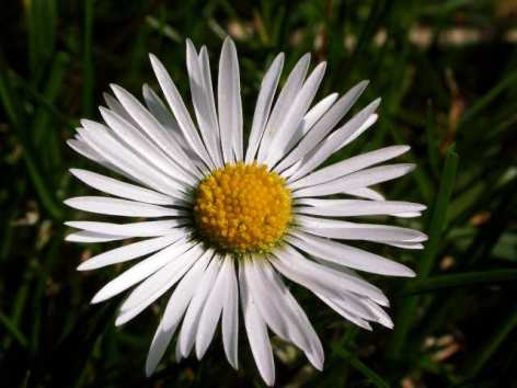 Daisy 210309 Dumpling Cottage#001