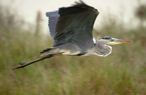 heron2