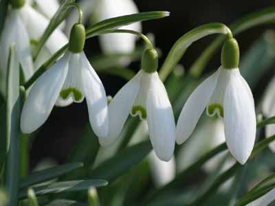 snowdrop-1