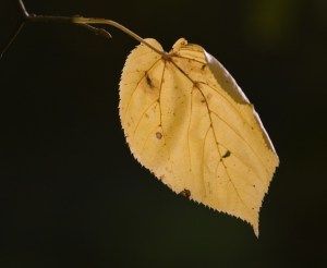 leaf4
