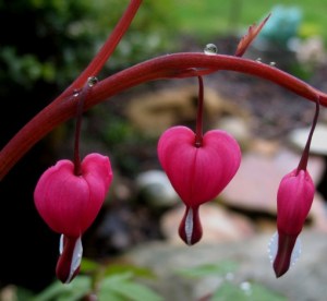 bleeding-heart