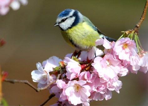 blue_tit_on_cherry_blossom