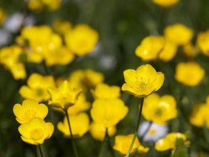 buttercup-field