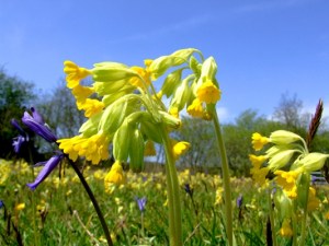 cowslips2