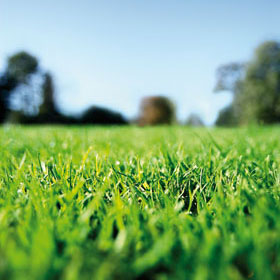 green_grass2