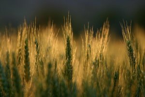 wheat