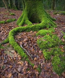 tree roots wood