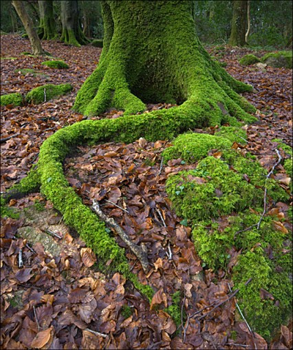 tree roots wood