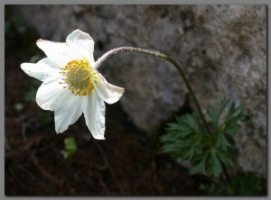 32 Anemone baldensis