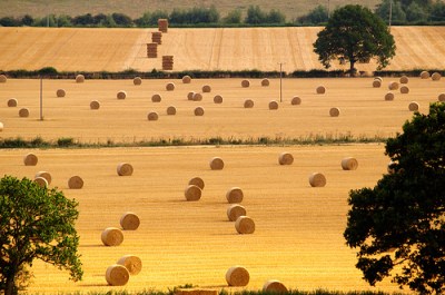 Hay-Bales-Harvest-Time
