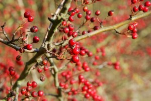 00 00 Berries 001 010