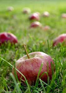 Fallen Apples