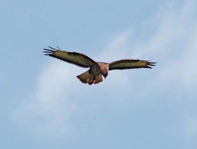 Buzzard