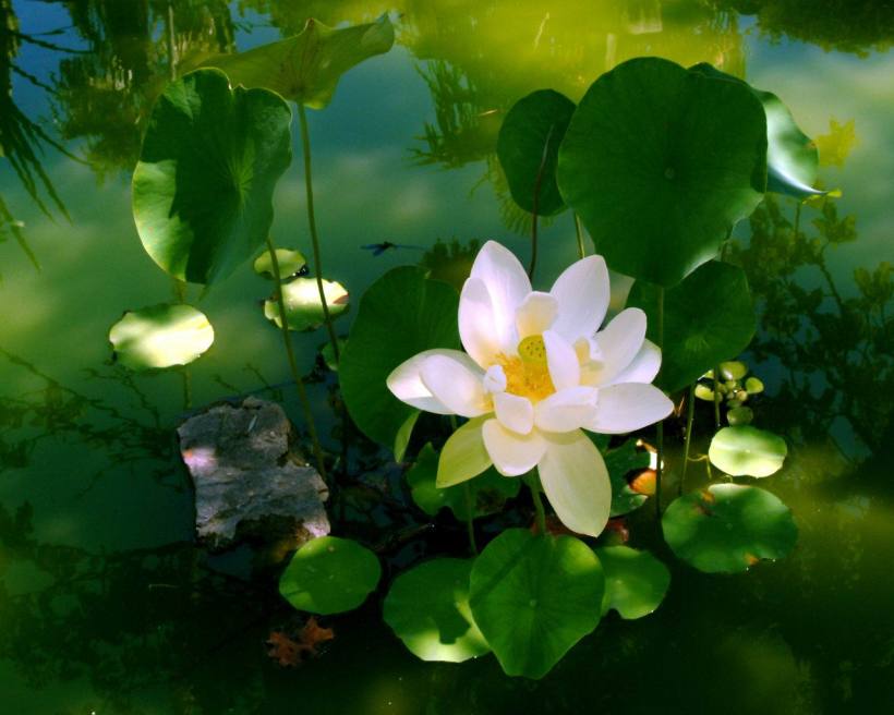 Edenpics-com_005-093-Sacred-Water-lily-also-called-Blue-Lotus-Indian-Lotus-or-Bean-of-India.75200328