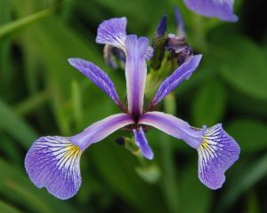 Wild_Iris
