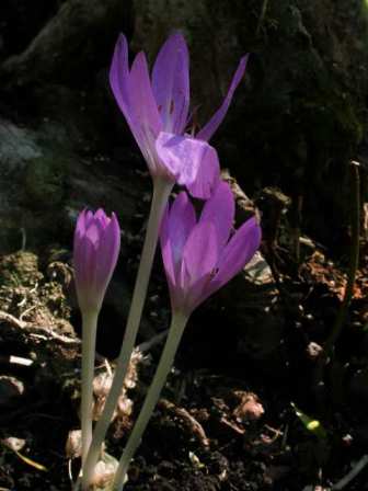 Autumn Crocus 030908 Dumplibng Cottage#001