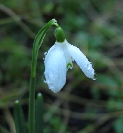 snowdrop