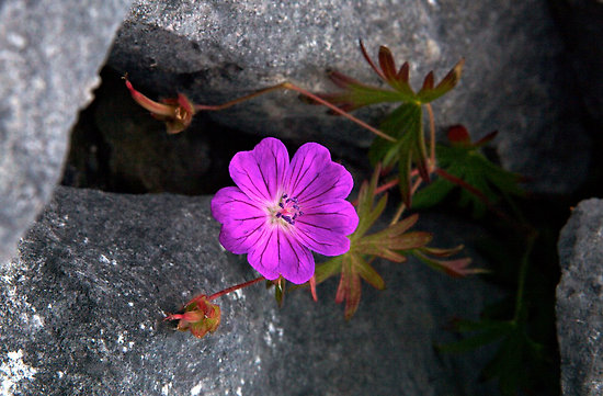 flower in rocks