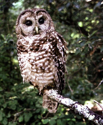 SPOTTED OWL