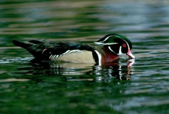 Wood Duck (Drake)