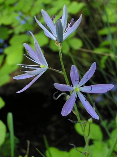 blue camas 2