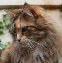 cat village (1 of 1)