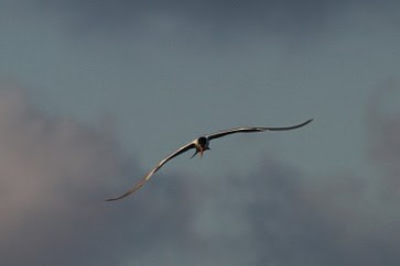 bird flying33