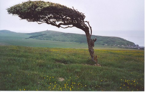 wind tree
