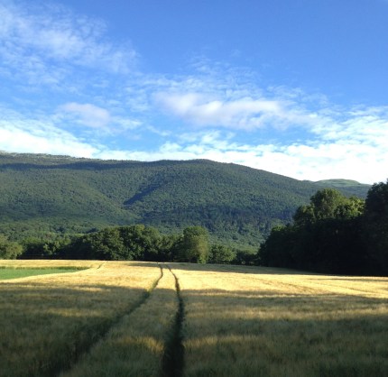 field of barley june 22