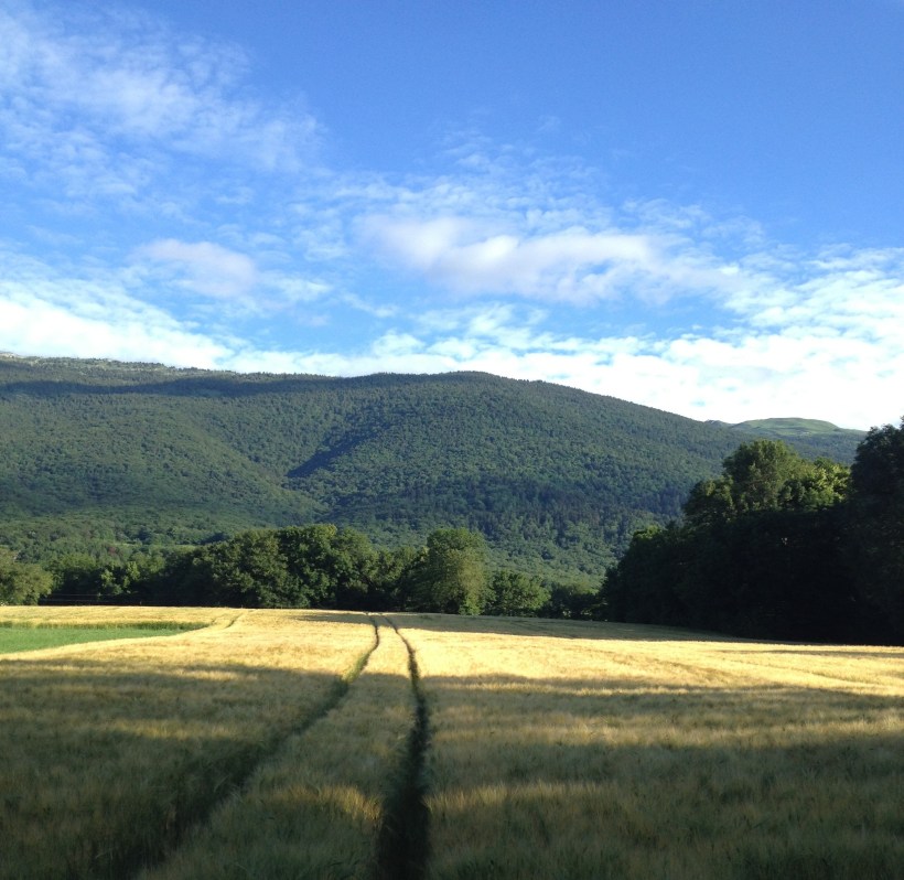 field of barley june 22