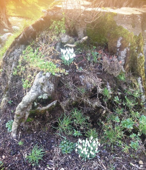 snowdrops tree