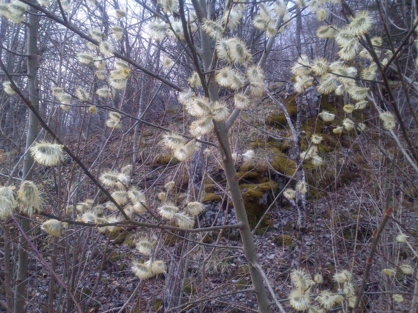 Vallee de Valserine 2