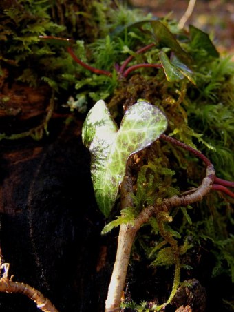ivy-with-moss-reflections-e1