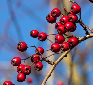 Hawthorn_berries