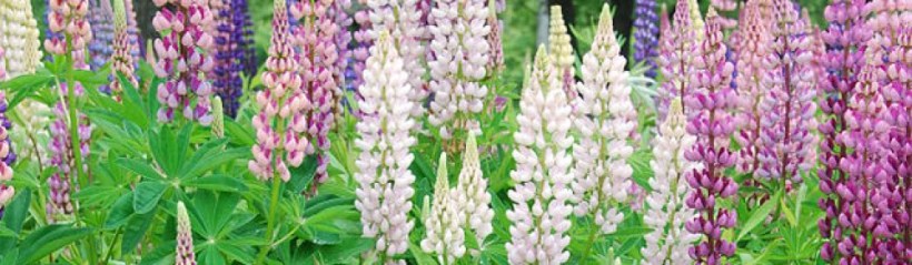 cropped-lupin.jpg