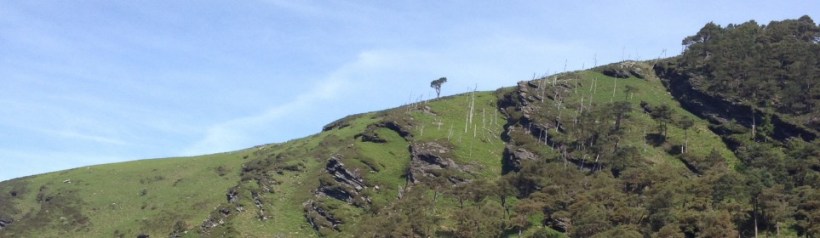 cropped-tree-hill.jpg