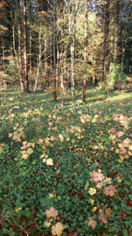 leaves in wood