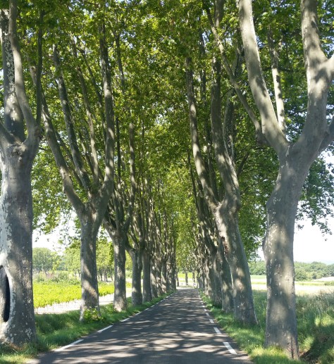 plane-trees