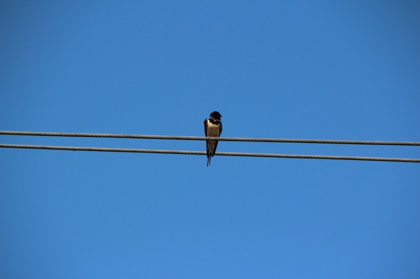 swallow